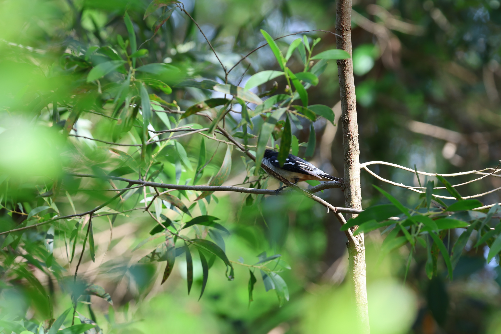 Varied Triller (Lalage leucomela), photo 2