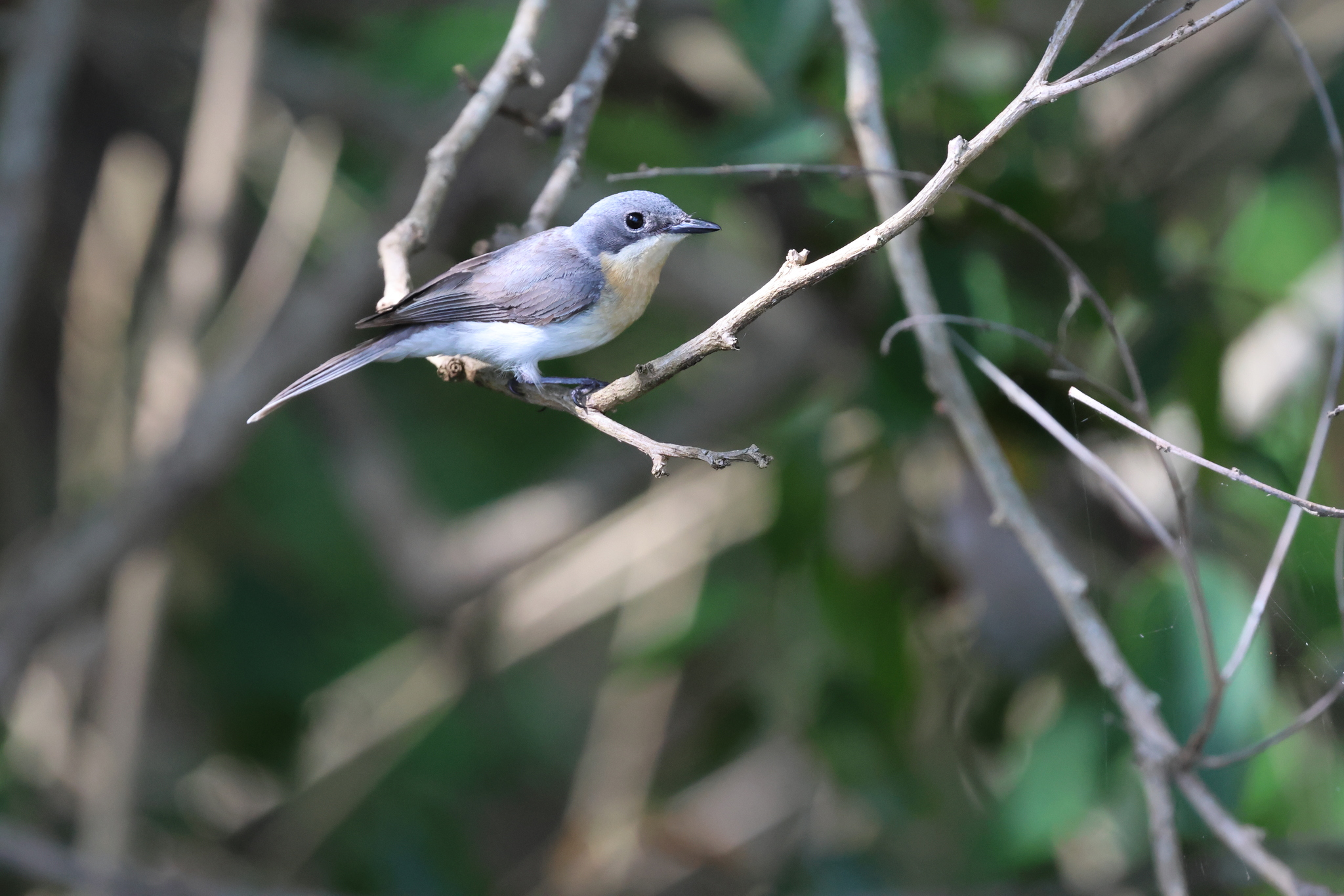 Leaden Flycatcher (Myiagra rubecula), photo 1