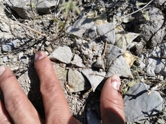 Ariocarpus retusus retusus