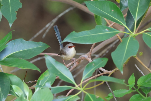 Variegated Fairywren (Malurus lamberti), photo 7