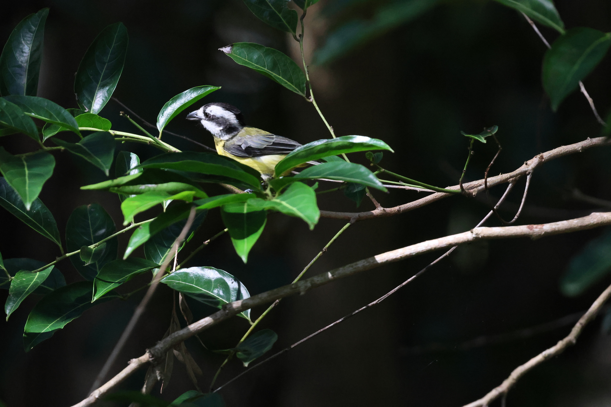 Eastern Shriketit (Falcunculus frontatus), photo 1