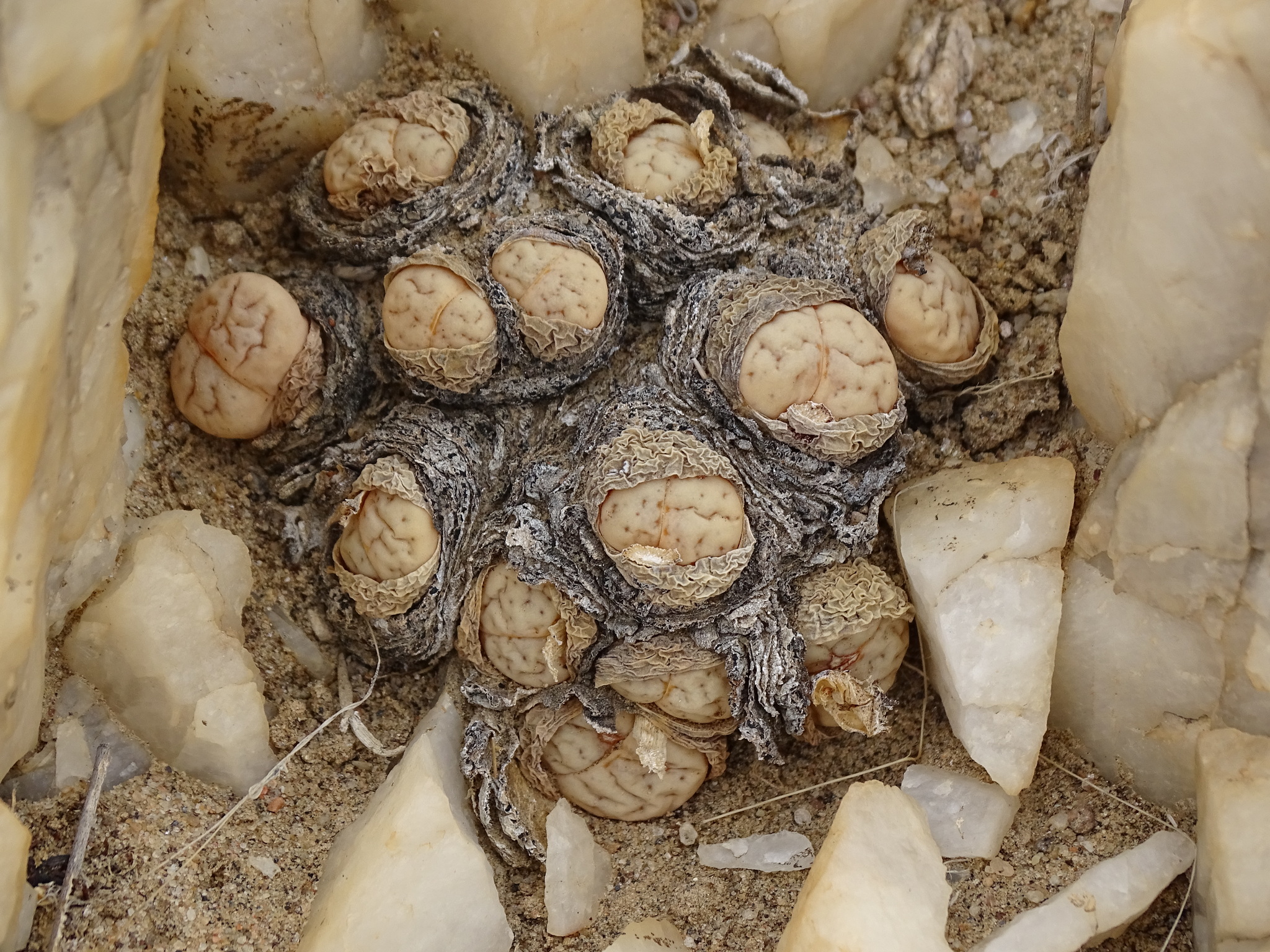 Living stones