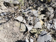 Ariocarpus retusus retusus