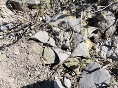 Ariocarpus retusus retusus