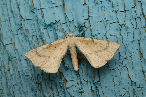Hypoxystis pluviaria (Fabricius, 1787)