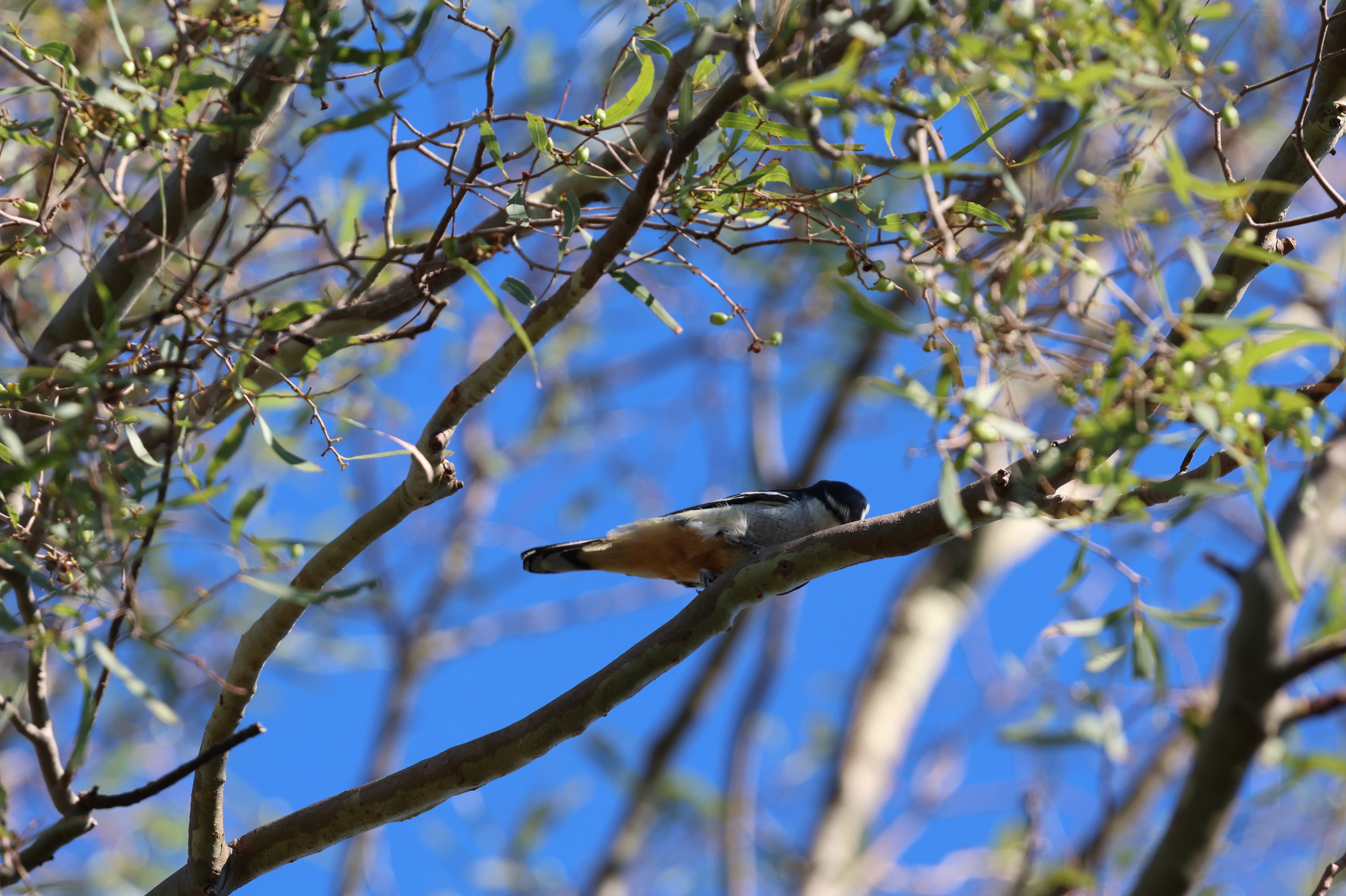 Varied Triller (Lalage leucomela), photo 5
