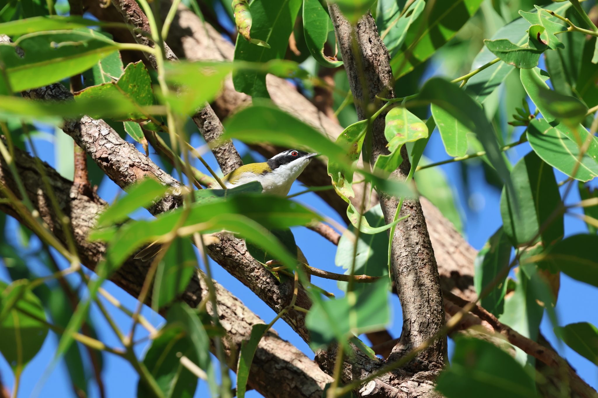 White-throated Honeyeater (Melithreptus albogularis), photo 2