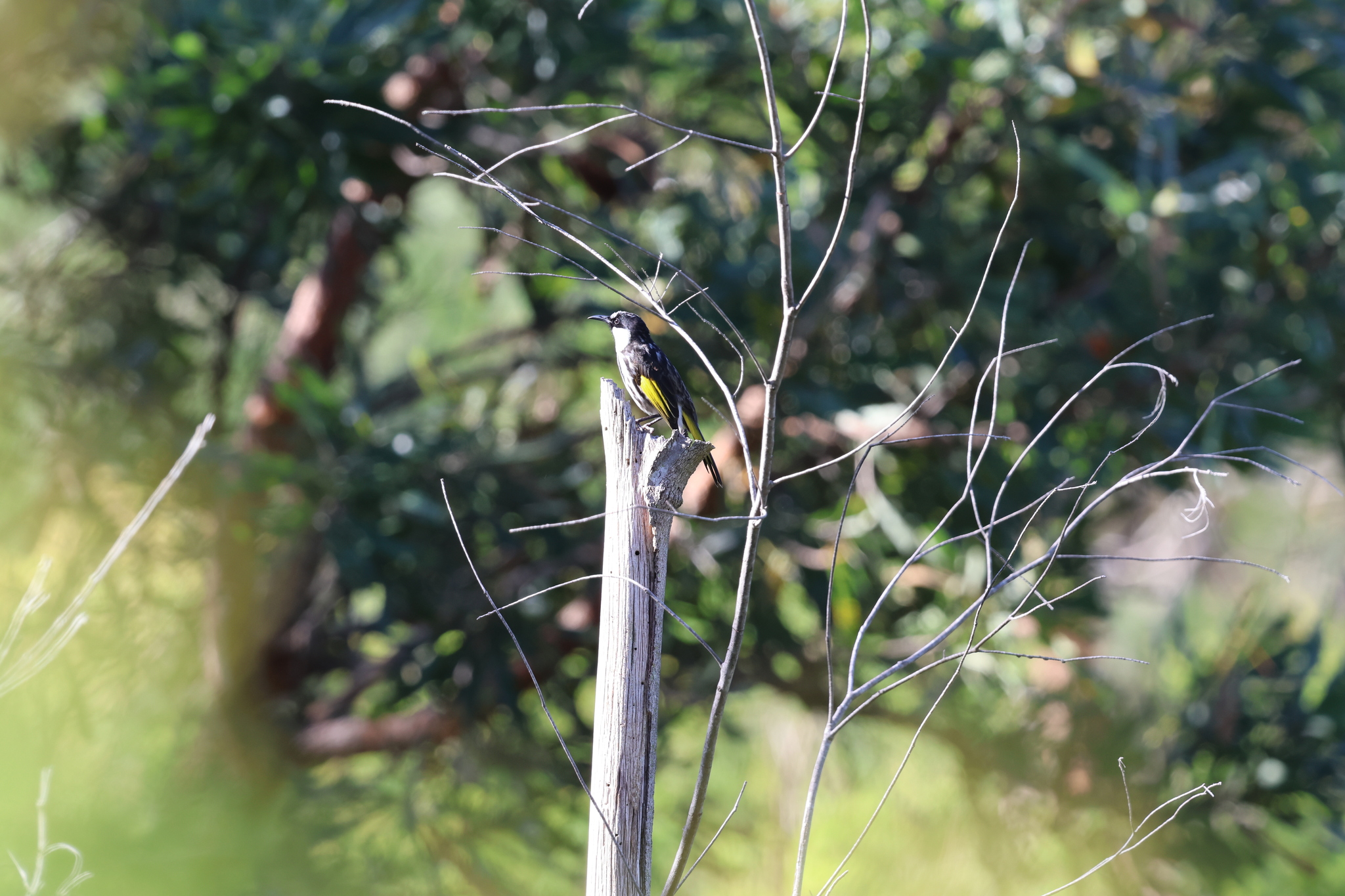 White-cheeked Honeyeater (Phylidonyris niger), photo 1