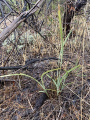 Lomandra multiflora dura