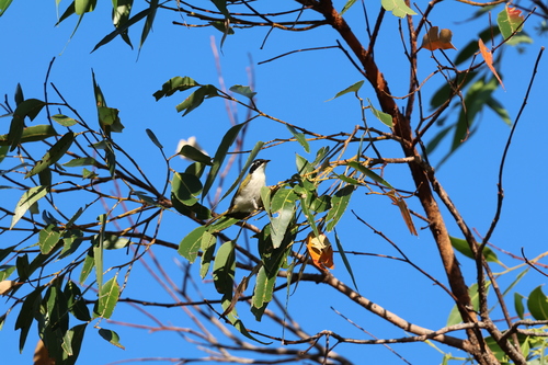 White-throated Honeyeater (Melithreptus albogularis)