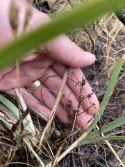 Lomandra multiflora dura