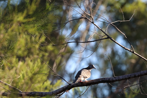 Bar-shouldered Dove (Geopelia humeralis), photo 6