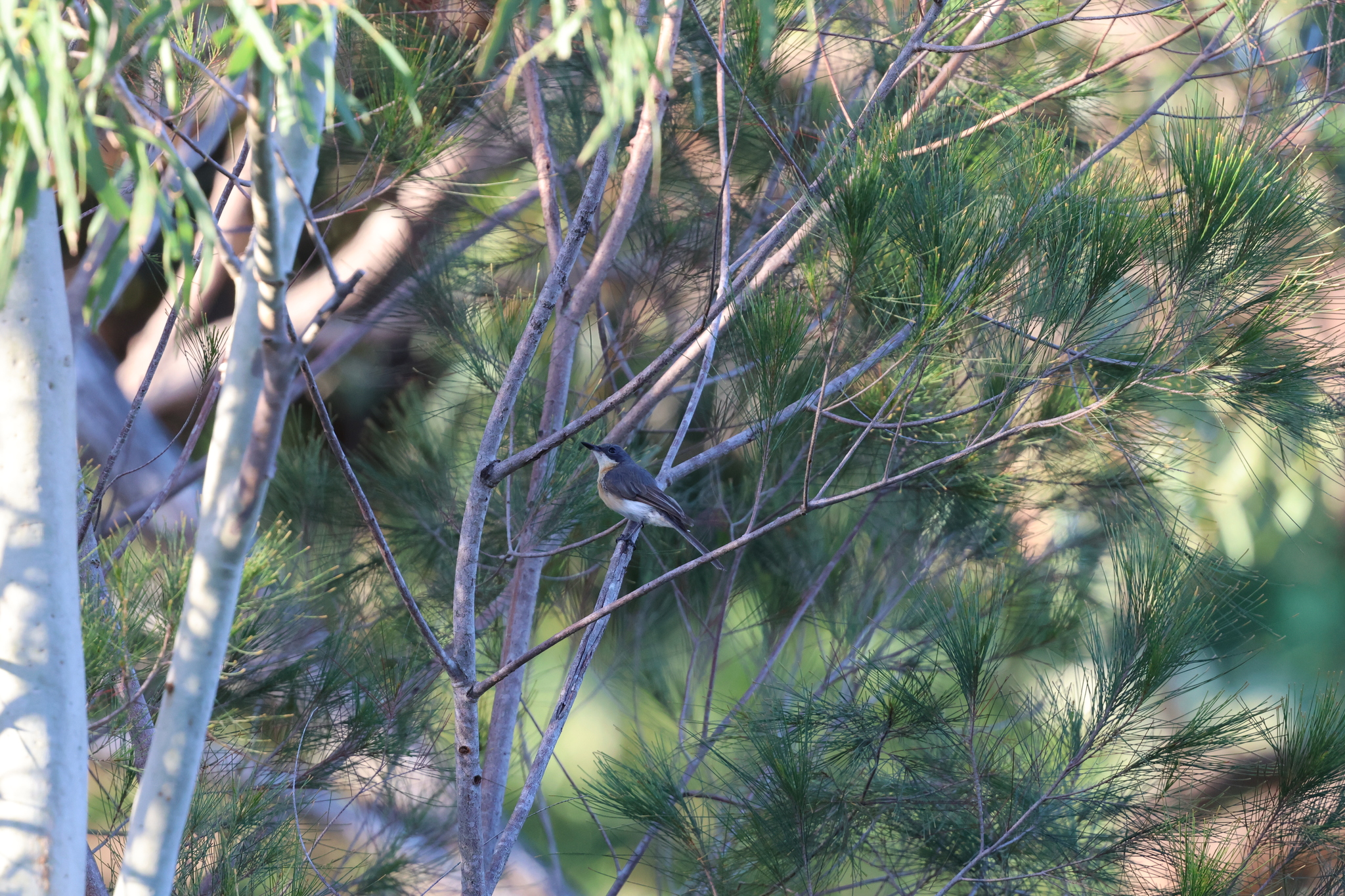 Leaden Flycatcher (Myiagra rubecula), photo 2