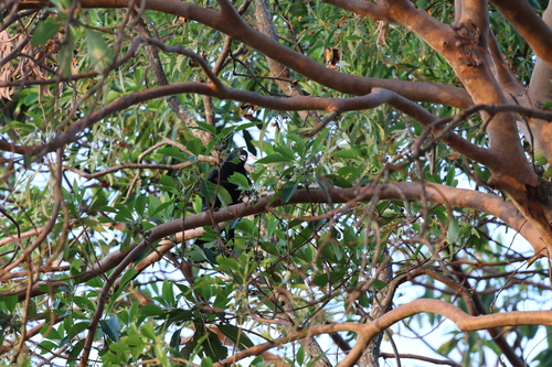 Pacific Koel (Eudynamys orientalis), photo 5
