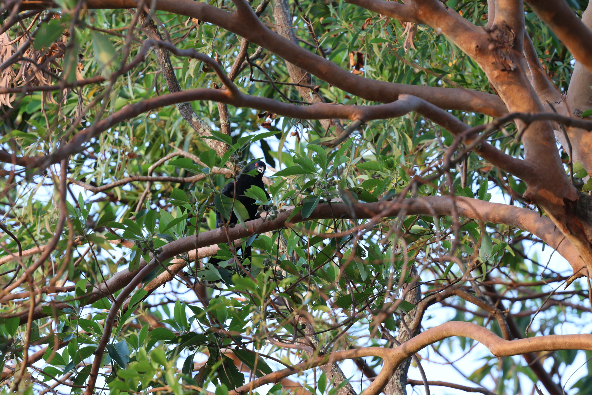 Pacific Koel (Eudynamys orientalis), photo 5