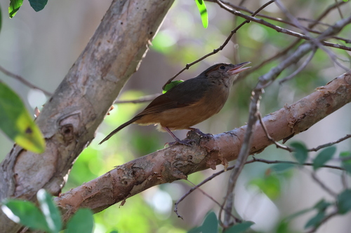 Little Shrikethrush (Colluricincla megarhyncha)