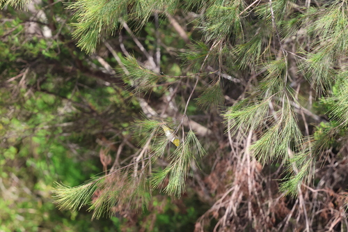 Silvereye (Zosterops lateralis), photo 5