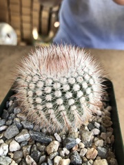 Parodia