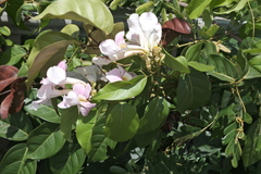Bignonia aequinoctialis