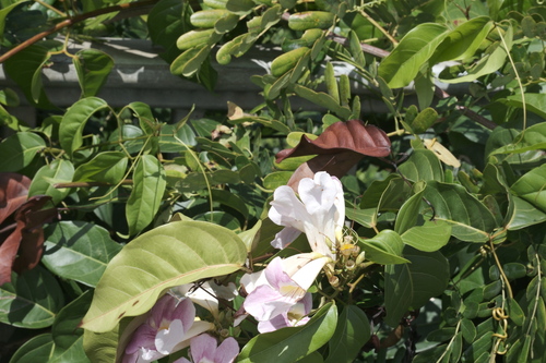 Bignonia aequinoctialis, photograph 1