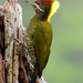 Lesser Yellownape - Photo (c) rharris70, some rights reserved (CC BY-NC), uploaded by rharris70