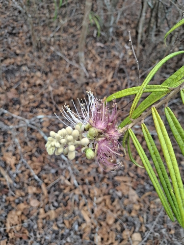 Morisonia longifolia (Morisonia longifolia)