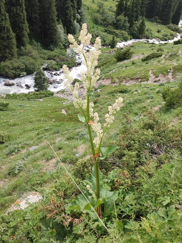 Rheum wittrockii, photograph 2