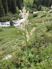 author not stated, no rights reserved Rheum wittrockii, photograph author not stated, no rights reserved