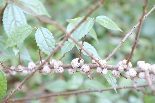 Oreocnide frutescens iNat (3)