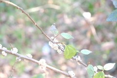 Oreocnide frutescens, photograph (c) 王天明, some rights reserved (CC BY)