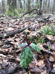 Trillium ludovicianum