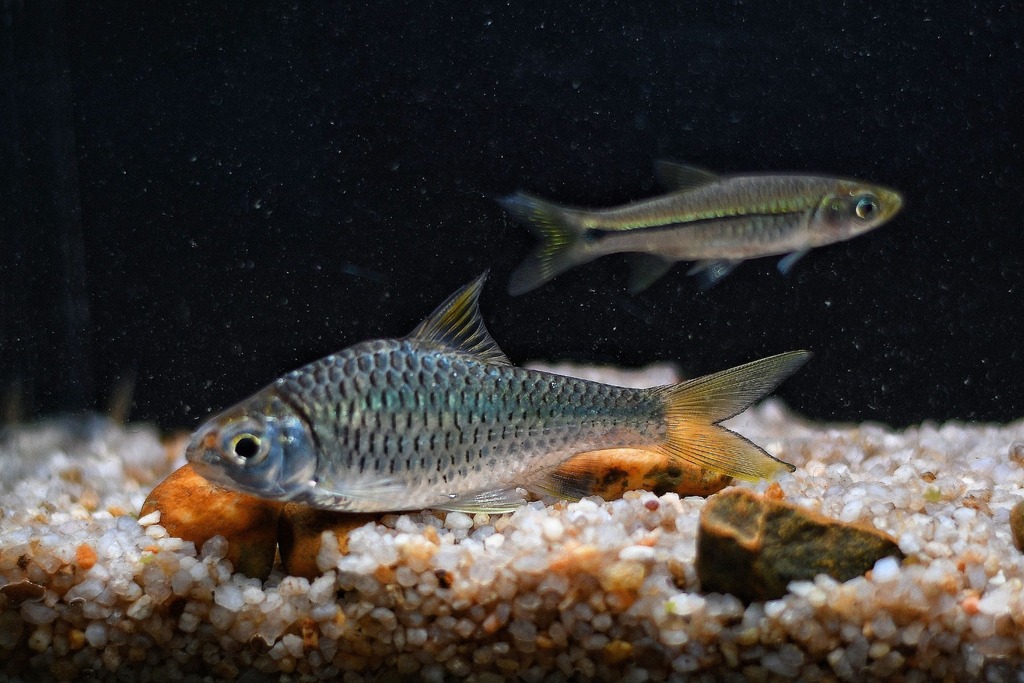Spiny-back barb (Mystacoleucus marginatus) — Cyprinidae