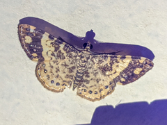 Aplogompha lafayi