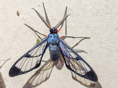 Mesothen caeruleicorpus