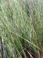 Poa chathamica