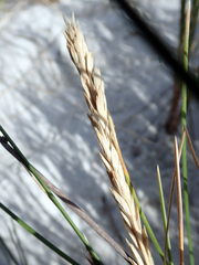 Poa chathamica