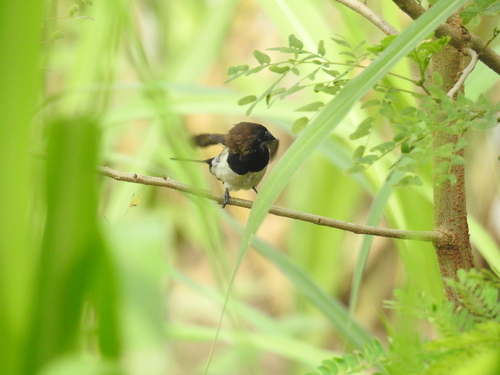 Lonchura leucogastroides