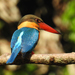 Stork-billed Kingfisher - Photo (c) rharris70, some rights reserved (CC BY-NC), uploaded by rharris70