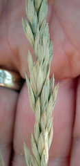 Poa chathamica