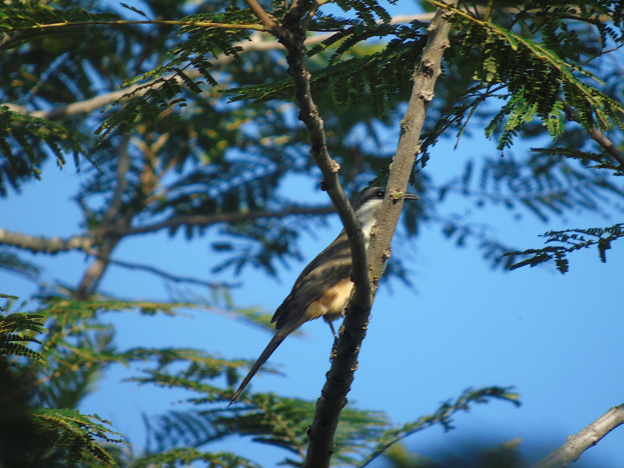 Dark-billed Cuckoo (Coccyzus melacoryphus), photo 6