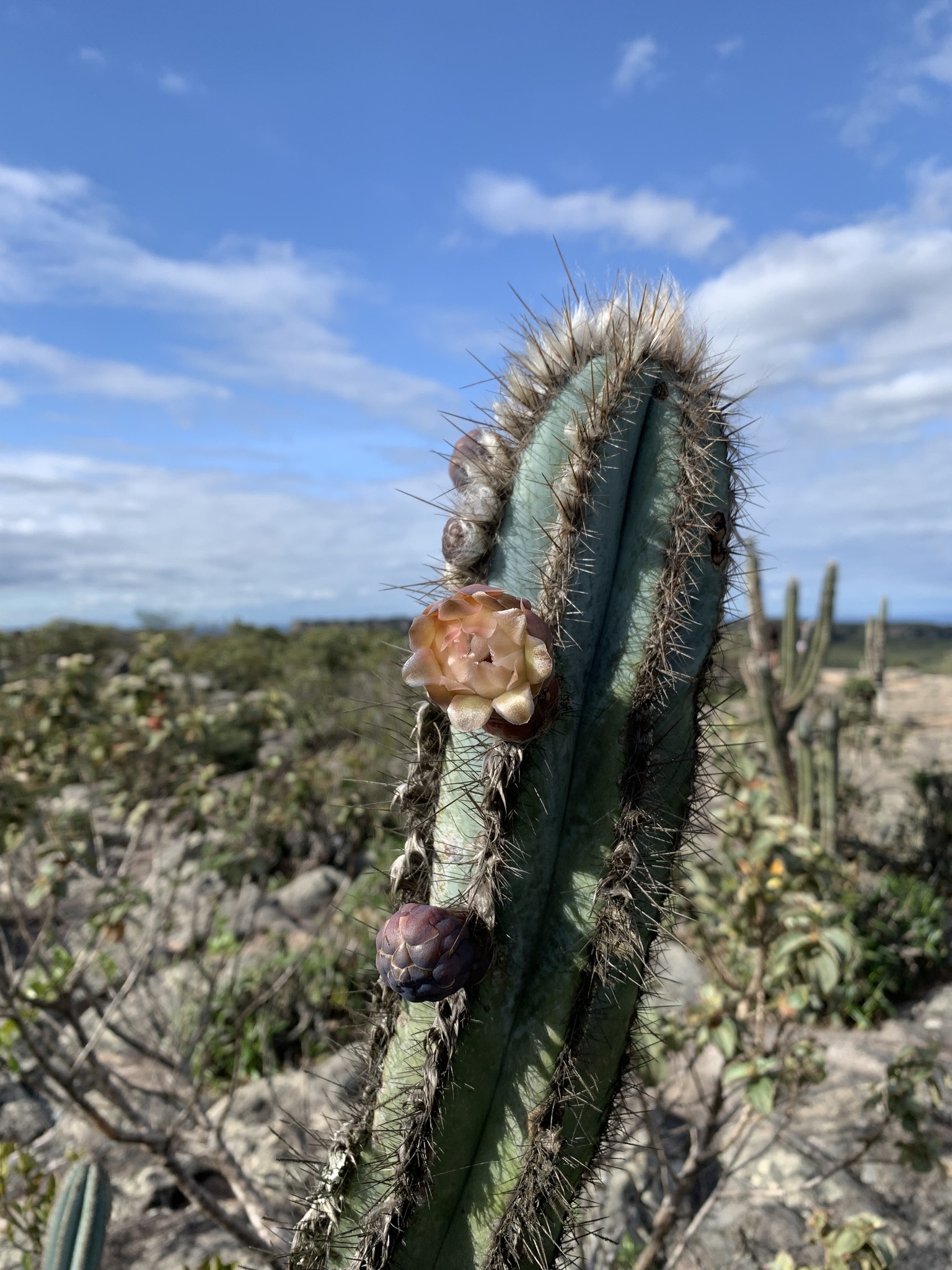 Pilosocereus pachycladus
