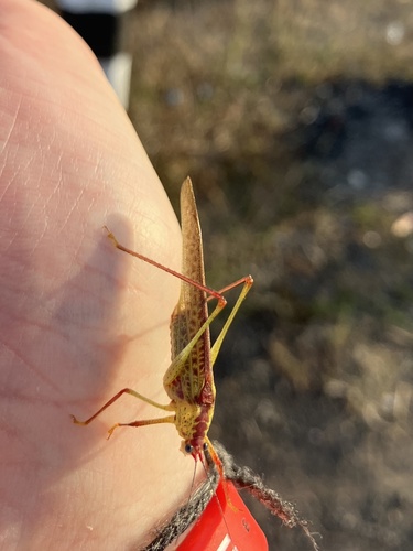 Letana rubescens
