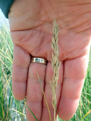 Poa chathamica