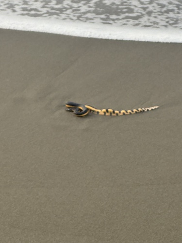 Yellow-bellied Sea Snake