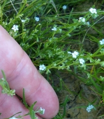 Pectocarya recurvata