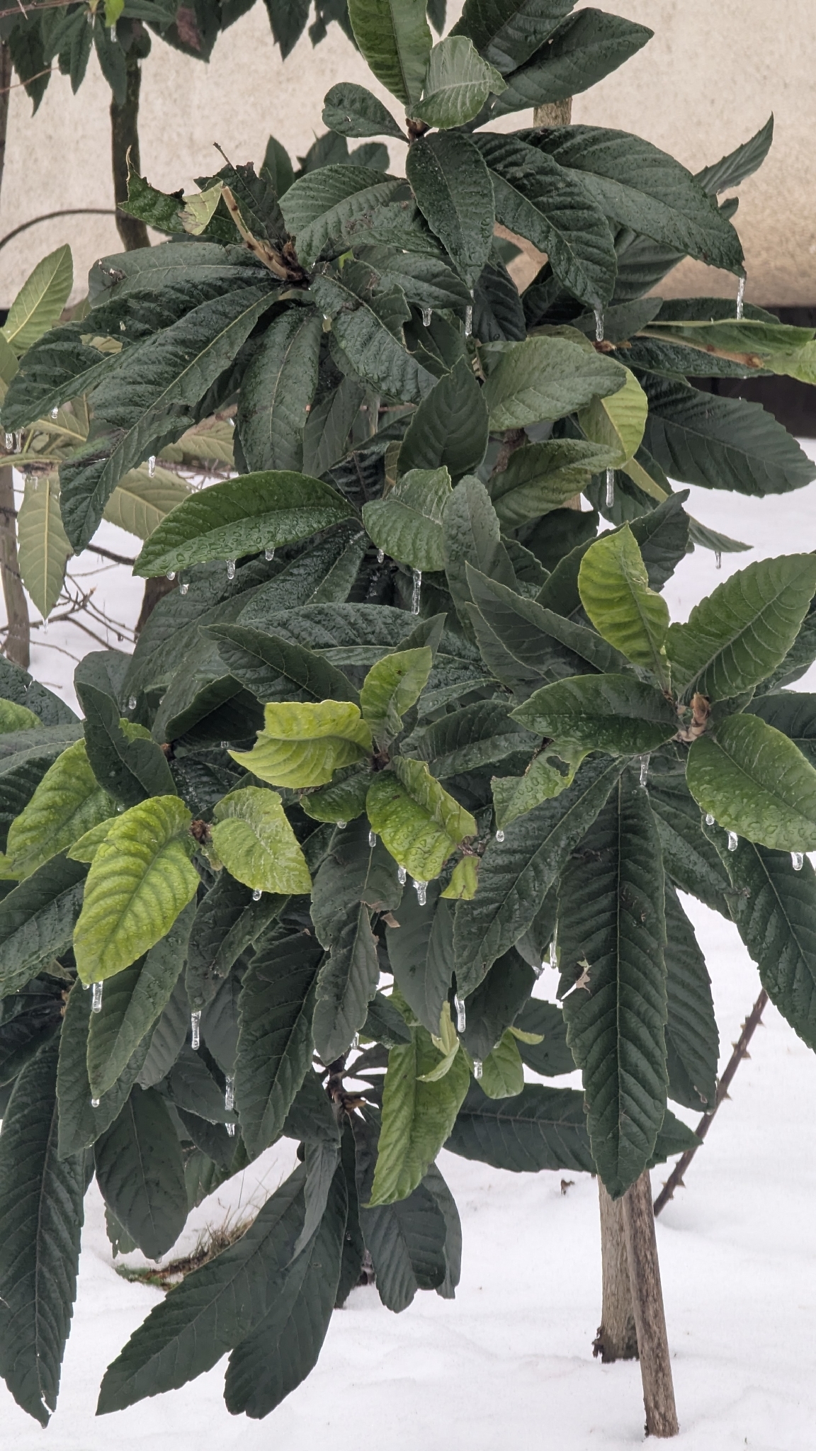 Foto de Rhaphiolepis bibas (Lour.) Galasso & Banfi