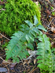 Polystichum imbricans