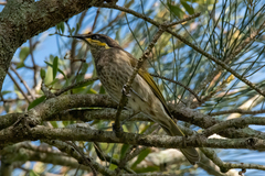 Gavicalis fasciogularis