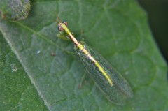 Zeugomantispa minuta