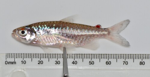 Storms' tetra (Micralestes stormsi) — Alestidae — 4